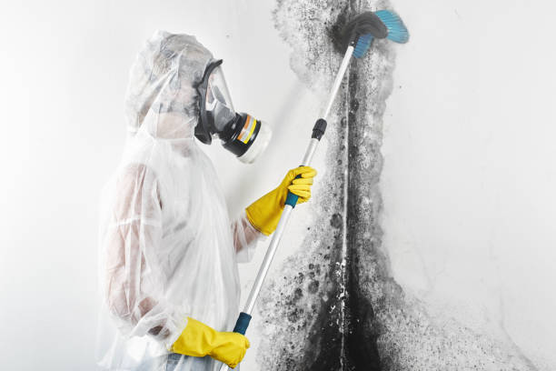Best Post-Construction Mold Inspection  in Absecon, NJ