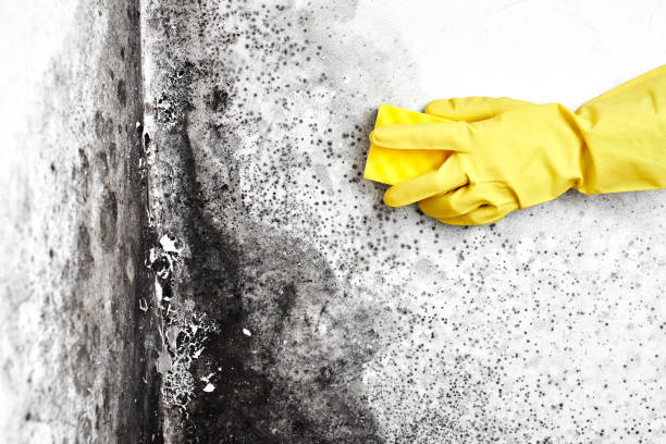 Best Biohazard Mold Removal  in Absecon, NJ