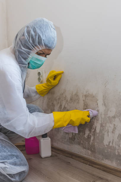 Best Mold Prevention Services  in Absecon, NJ