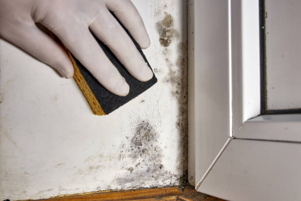 Best Air Quality Testing for Mold Spores  in Absecon, NJ